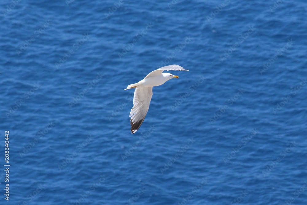 gull flying gull flying