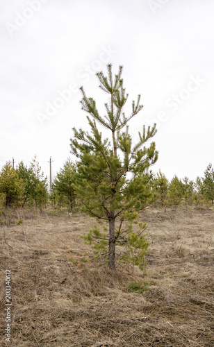 green pine in spring