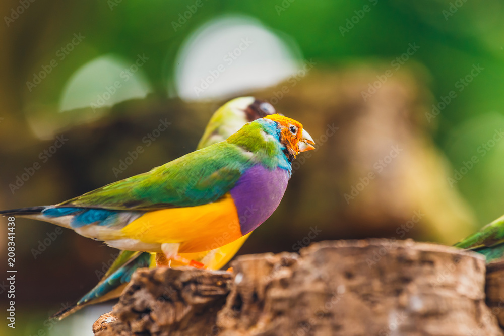 The Lady Gouldian finch, Erythrura gouldiae, close up The Lady Gouldian finch, Erythrura gouldiae, close up