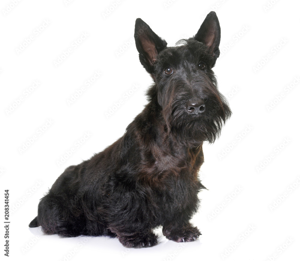 young scottish terrier
