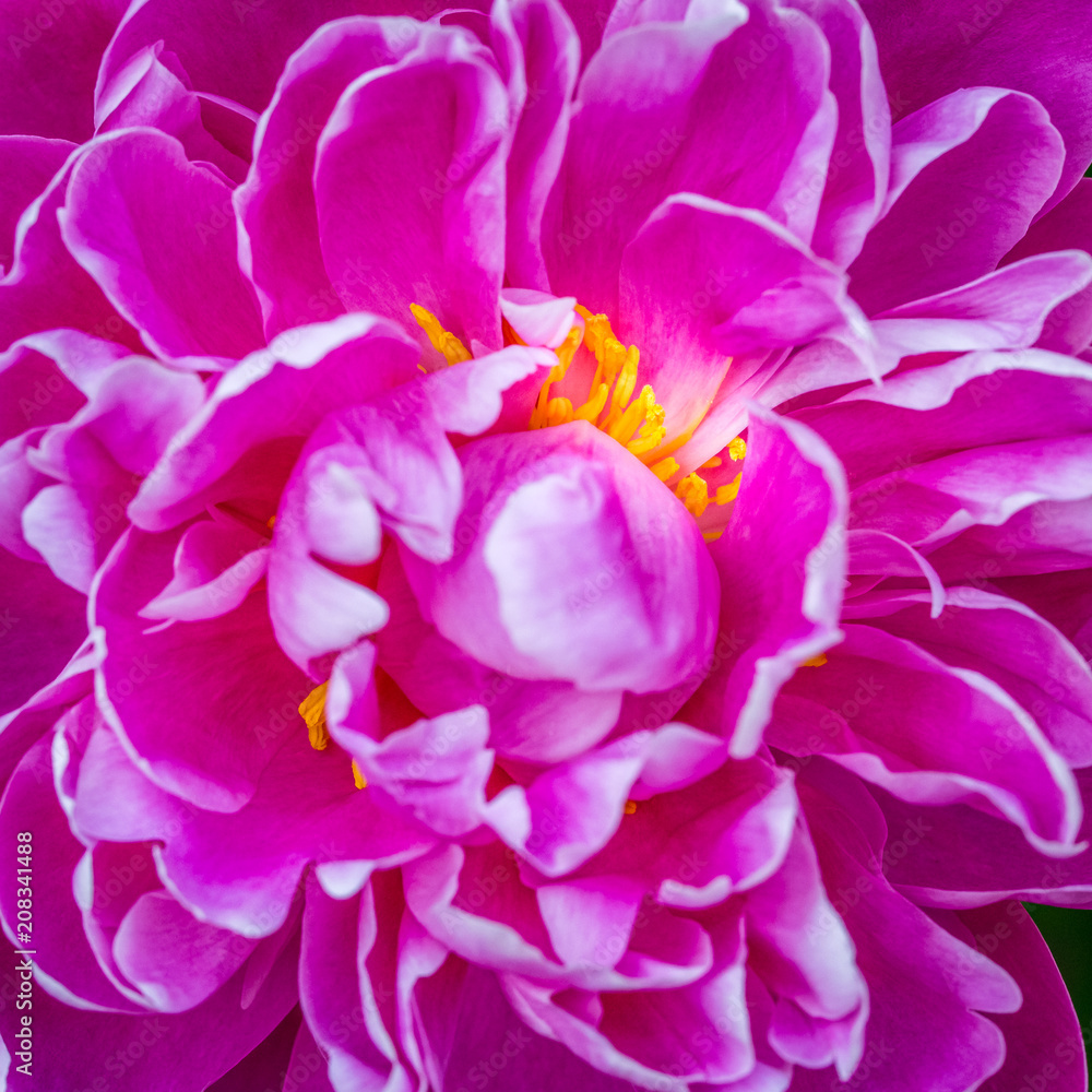 closeup of a pink peony with yellow stamens closeup of a pink peony with yellow stamens