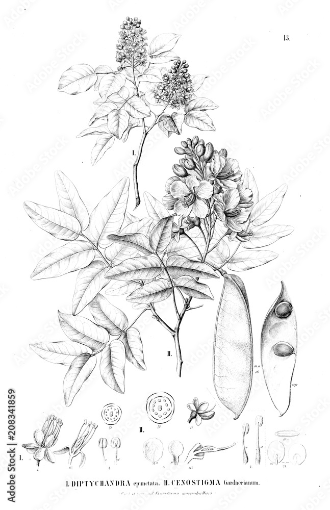 Naklejka Illustration of plant