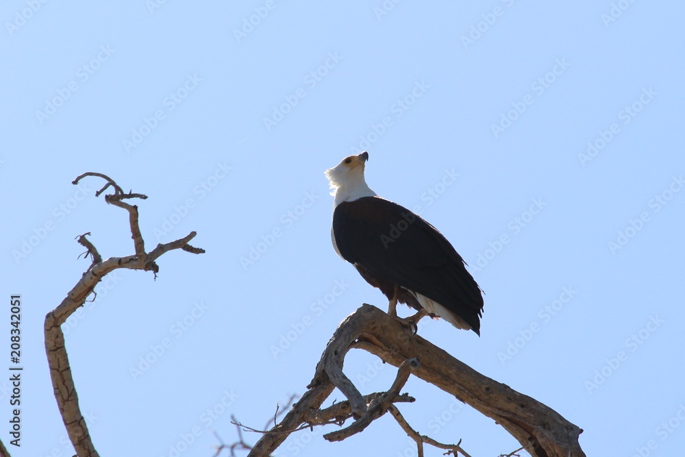 fish eagle in Africa fish eagle in Africa