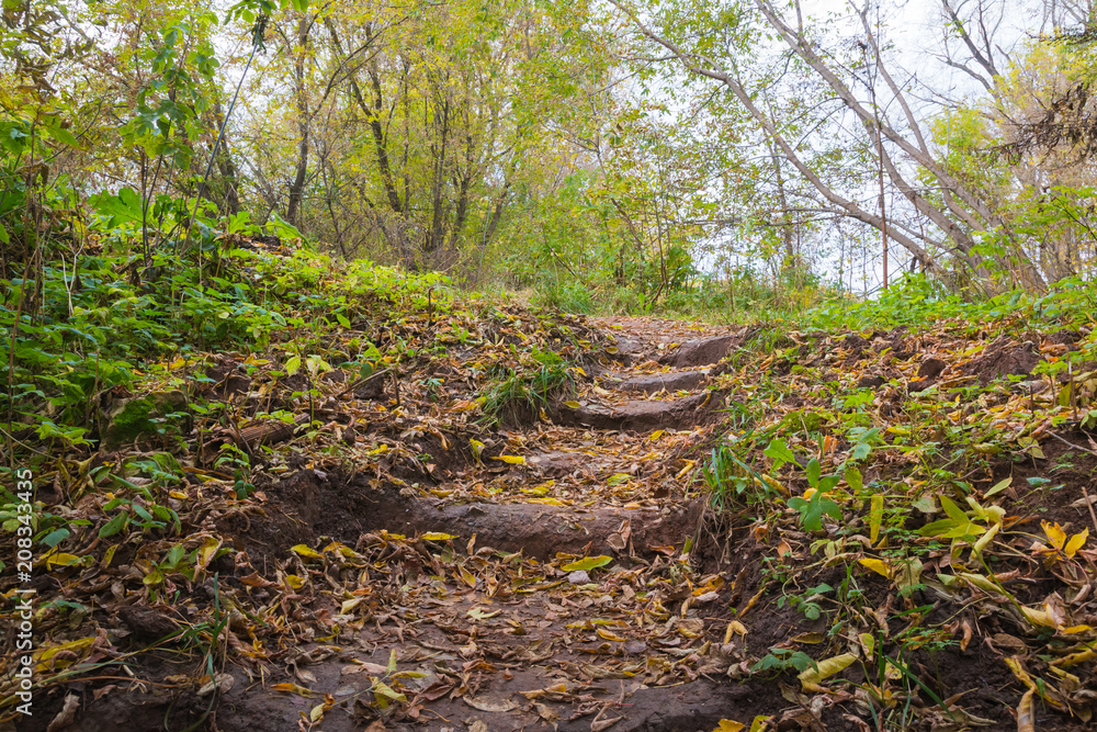 Earch steps in the ground in forest. Yellow leaves. Stairs and trees arround. Close-up. Earch steps in the ground in forest. Yellow leaves. Stairs and trees arround. Close-up.