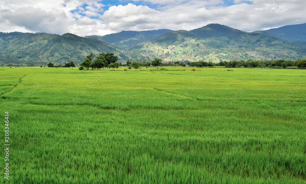 rice fields against the background of mountains and cloudy skies