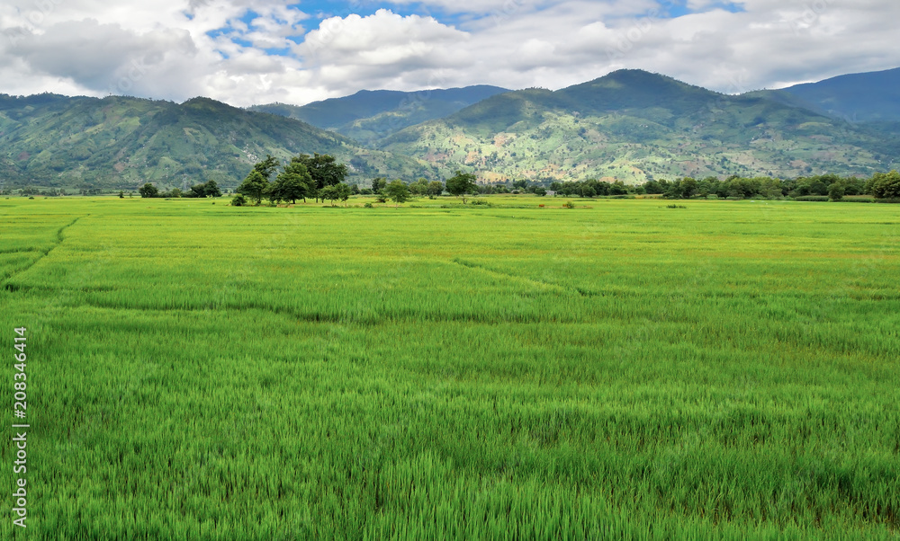rice fields against the background of mountains and cloudy skies rice fields against the background of mountains and cloudy skies