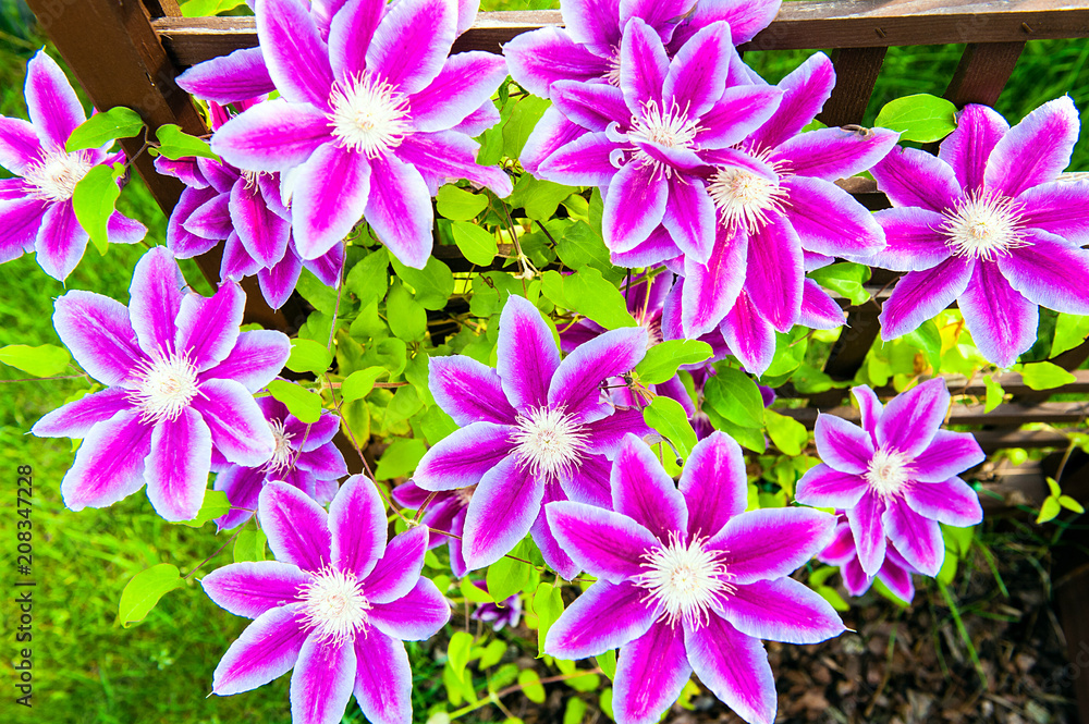 pink clematis flowers pink clematis flowers