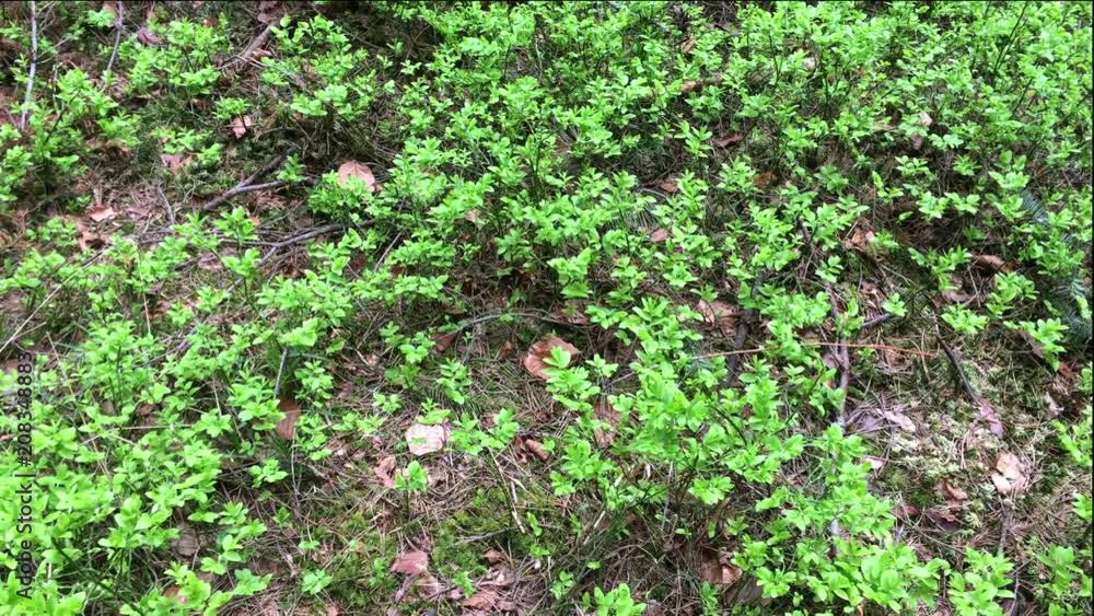 Grass growing in the forest, wild vegetation, moss covered, nature background. Spring or summer in the Carpathian forest in Ukraine. Close-up. Grass growing in the forest, wild vegetation, moss covered, nature background. Spring or summer in the Carpathian forest in Ukraine. Close-up.
