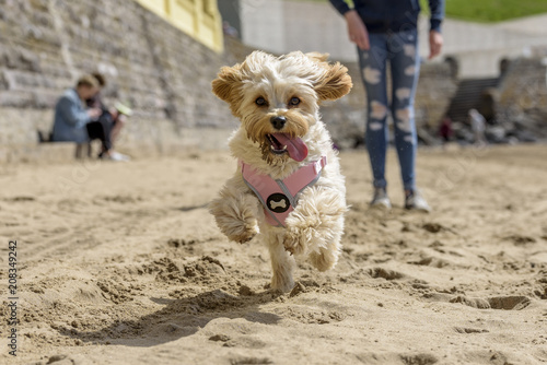 Cute puppy, Cavapoochon, running around on a beach, on a sunny day. The puppy has golden, fluffy, fur