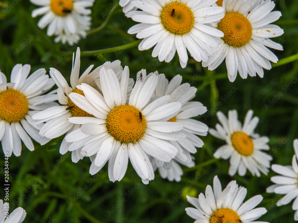 White chamomile in the garden. Matricaria. White chamomile in the garden. Matricaria.
