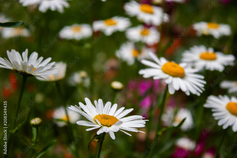 Fototapeta premium White chamomile in the garden. Matricaria.