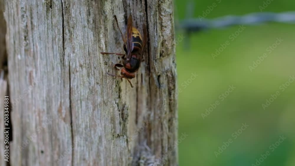 Hornisse an einem Holzpfosten - beim Holzfasern abnagen - Makroaufnahme