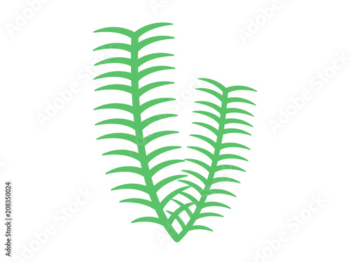 水草