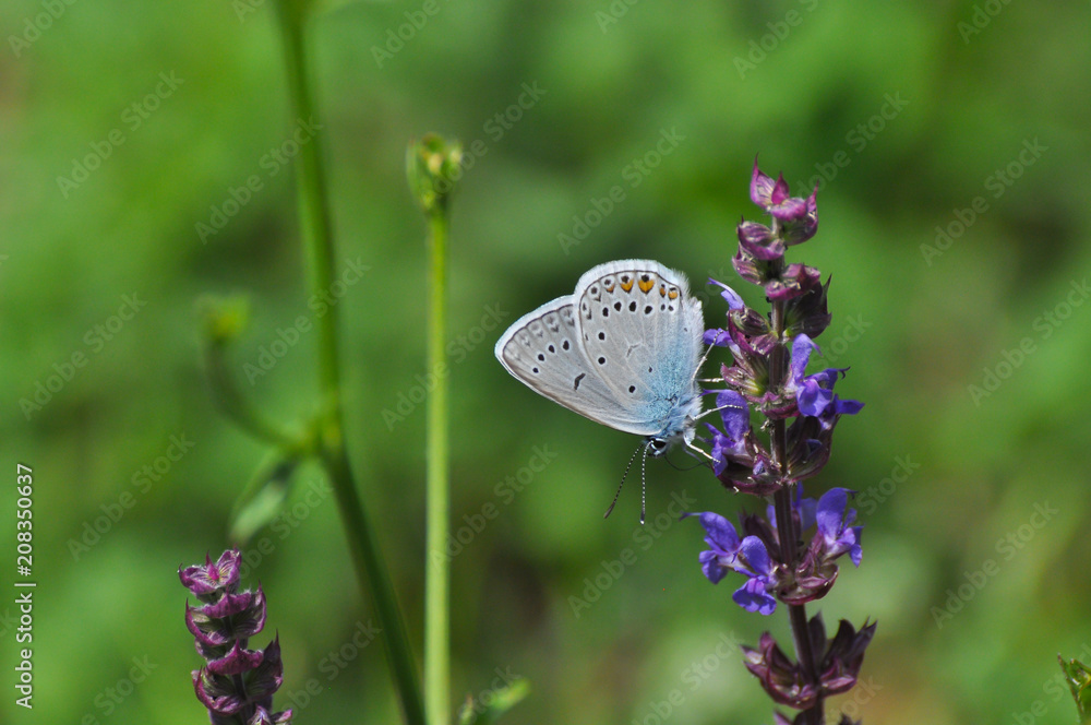 custom made wallpaper toronto digitalPolyommatus amandus, the Amanda's blue butterfly. Common blue butterfly on wildflower