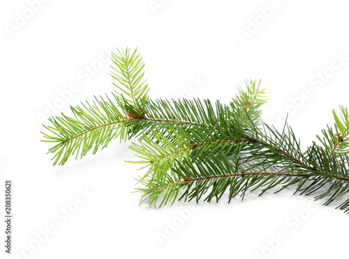 Pine branch  decoration isolated on white background