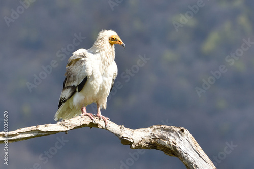 Egyptian Vulture on a Branch