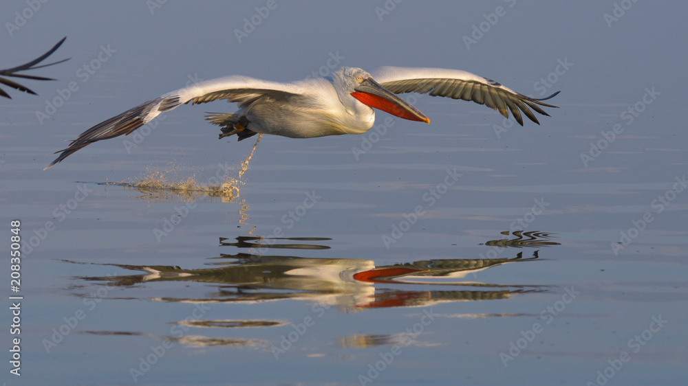 Obraz premium Dalmatian Pelican (Pelecanus crispus)