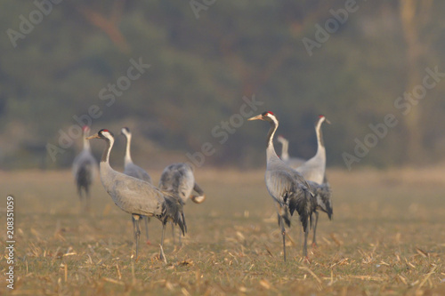 Common Cranes, on the field, in spring migration