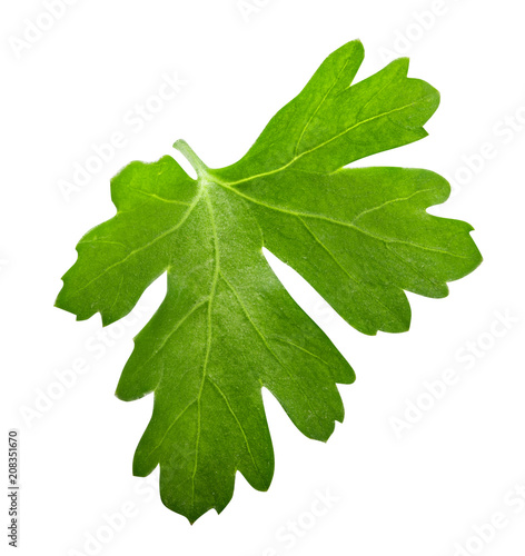 Green parsley isolated on white background. Clipping path