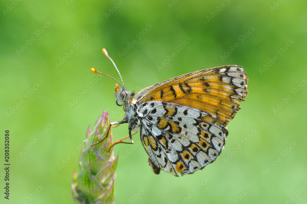 Melitaea cinxia, Glanville Fritillary butterfly on wild flower. Colorful butterfly isolated on green meadow Melitaea cinxia, Glanville Fritillary butterfly on wild flower. Colorful butterfly isolated on green meadow