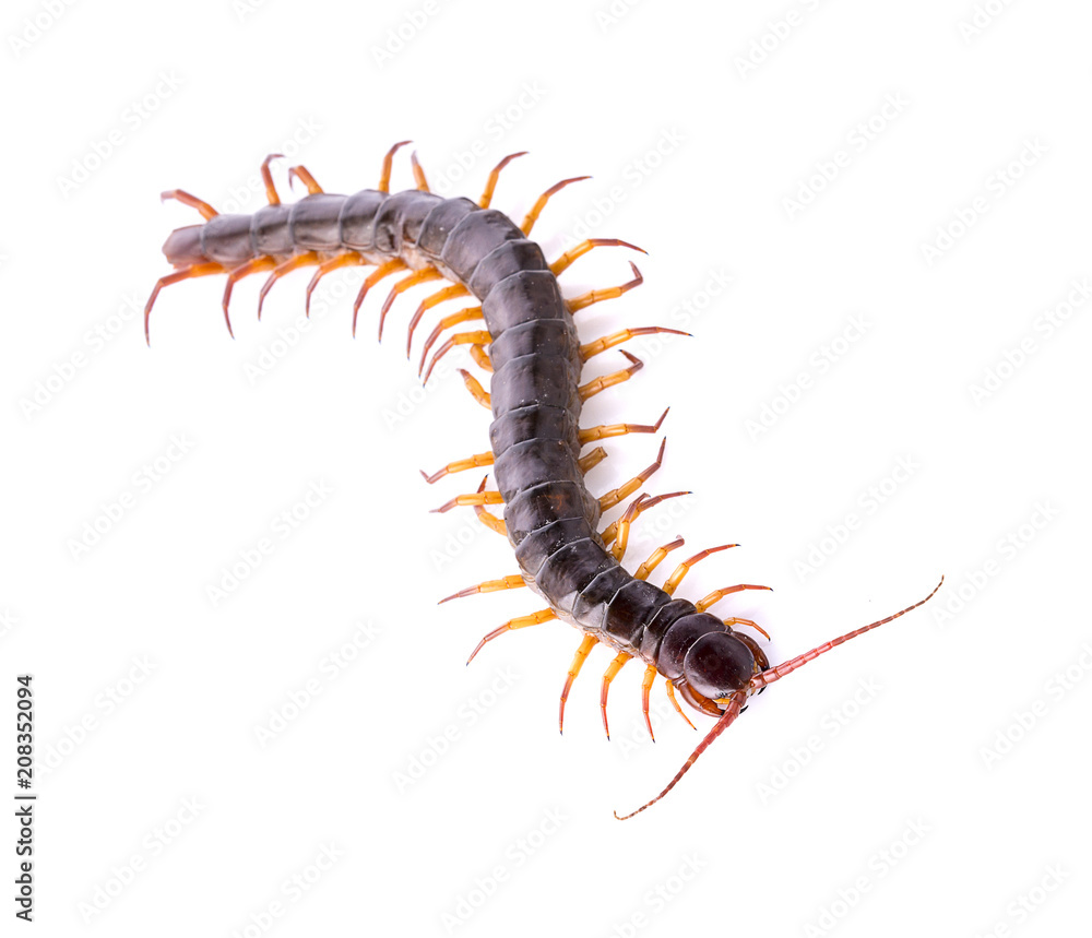 centipede isolated on white background centipede isolated on white background