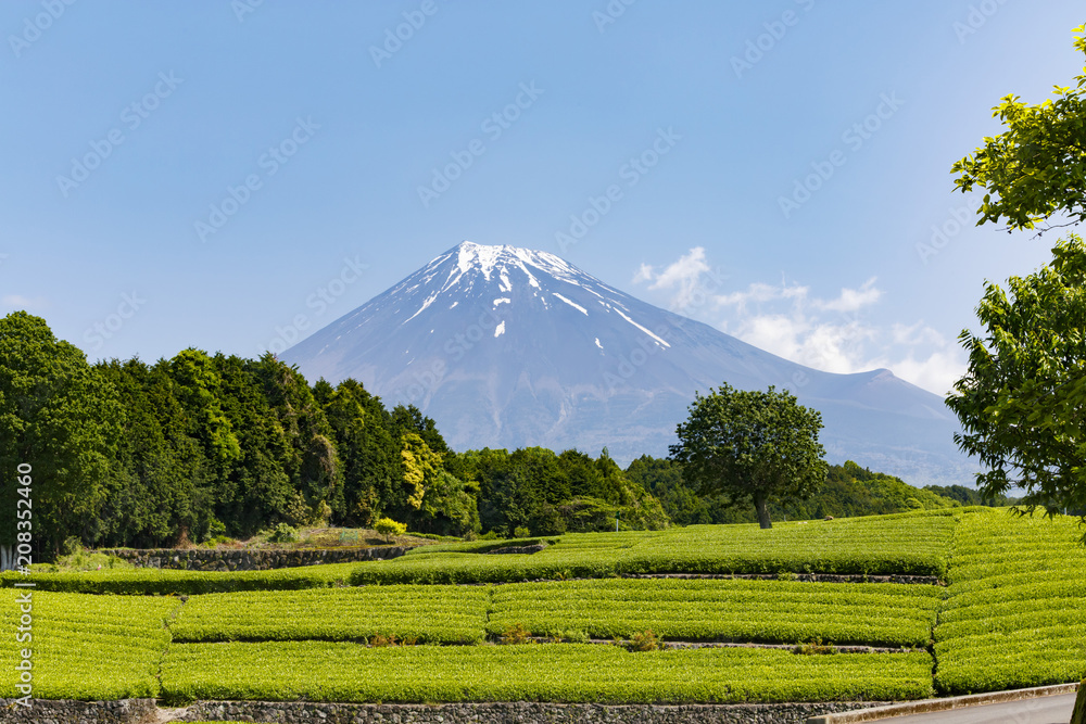 Fototapeta premium 【静岡県】富士山と茶畑（大淵笹場）
