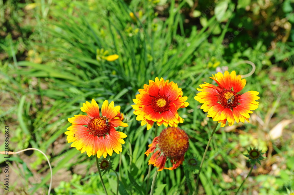 Flower , gaillardia and bee Flower , gaillardia and bee