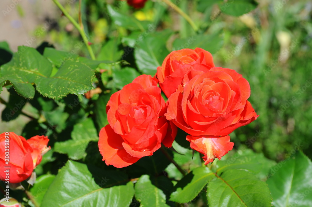 Bud of red rose Bud of red rose