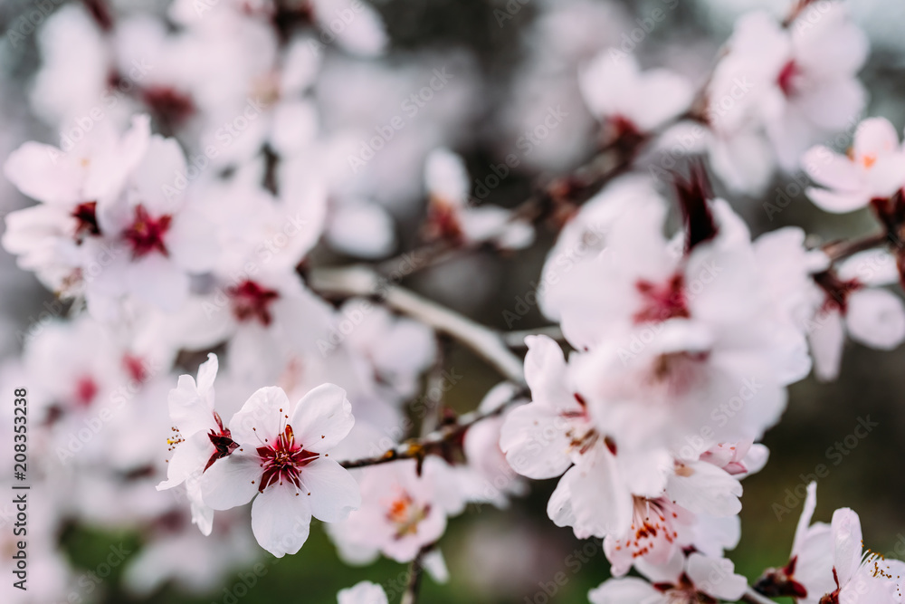 Pink Cherry Tree Flowers Blossom Close Up In Spring Pink Cherry Tree Flowers Blossom Close Up In Spring