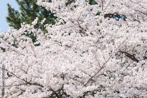 an abundant of cherry blossom at Nagoya, Japan