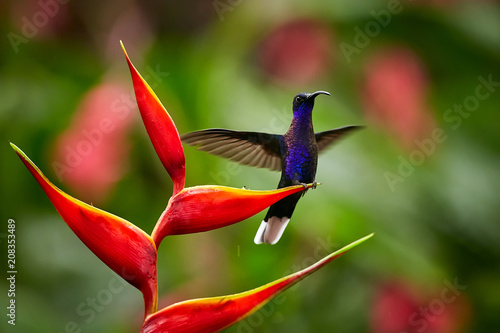 Violet Sabrewing Campylopterus hemileucurus, perched on red heliconia flower with outstretched wings. La Paz. Costa Rica.