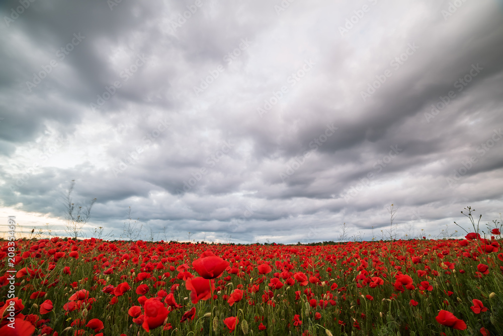 A beautiful field with red poppies flowers at sunset.
A beautiful field with red poppies flowers at sunset.