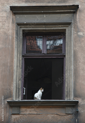 Katze am Fenster in Krakau