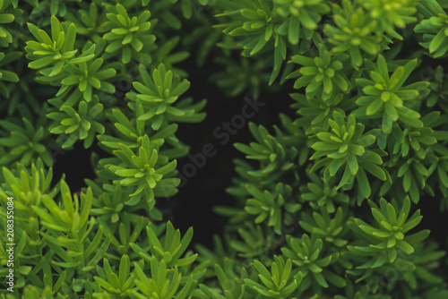 Floral background with plant tiny green leaves