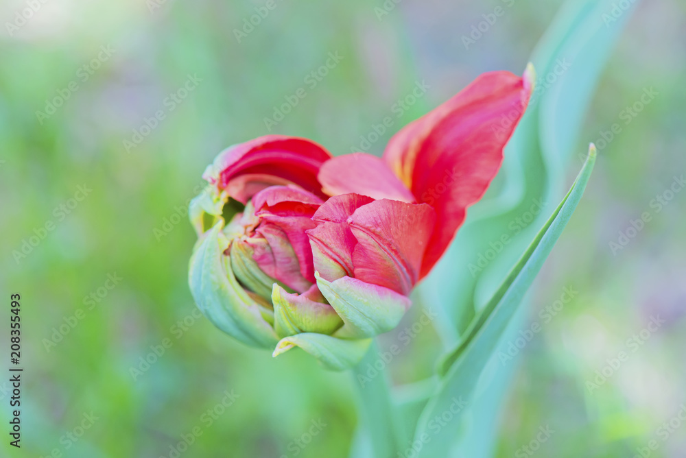 Beautiful red macro tulip