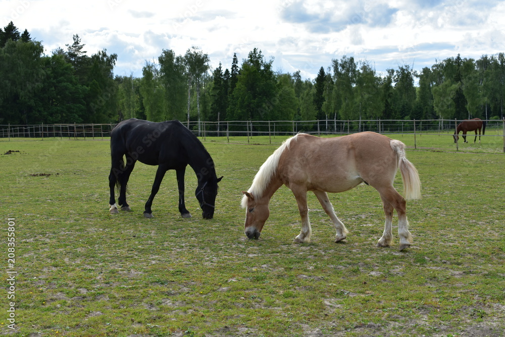 Beige horse with a white mane and a tail grazes along with a black horse near a rural stables on a summer evening Beige horse with a white mane and a tail grazes along with a black horse near a rural stables on a summer evening