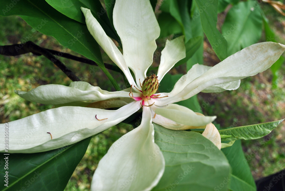 Naklejka premium White magnolia tripetala (umbrella magnolia or umbrella-tree) open flower top view, close up detail, soft dark green blurry leaves background