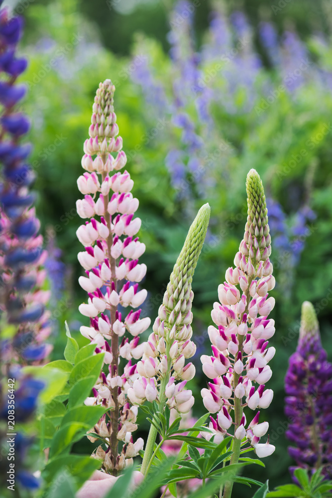Fototapeta premium Blooming lupines on summer wild meadow