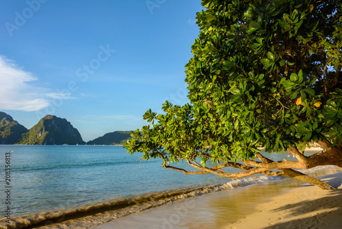 Fototapeta Naklejka Na Ścianę i Meble -  Magnolia tree on the sandy beach of the tropical island
