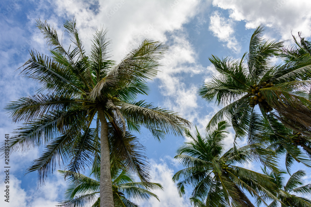 Crown of palm trees