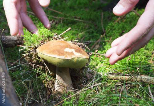 Male hands cut off a mushroom