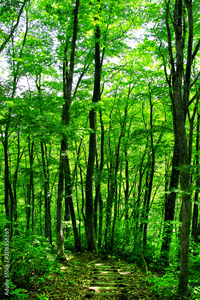 Obraz premium 野鳥の森探勝路のブナ（福島県・裏磐梯）