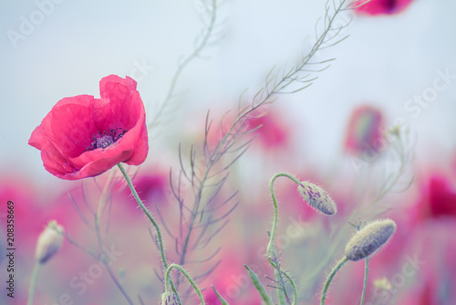 Fototapeta Naklejka Na Ścianę i Meble -  Delicate poppy flower and buds of poppies on the field close up. Artistic photo, soft colors, soft focus.
