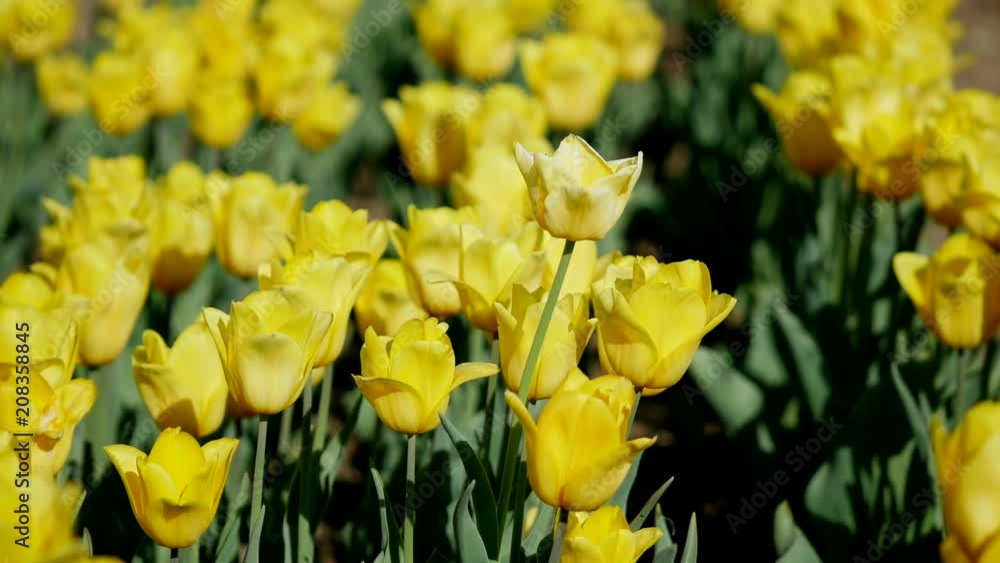 View of yellow tulip rows in summer time View of yellow tulip rows in summer time