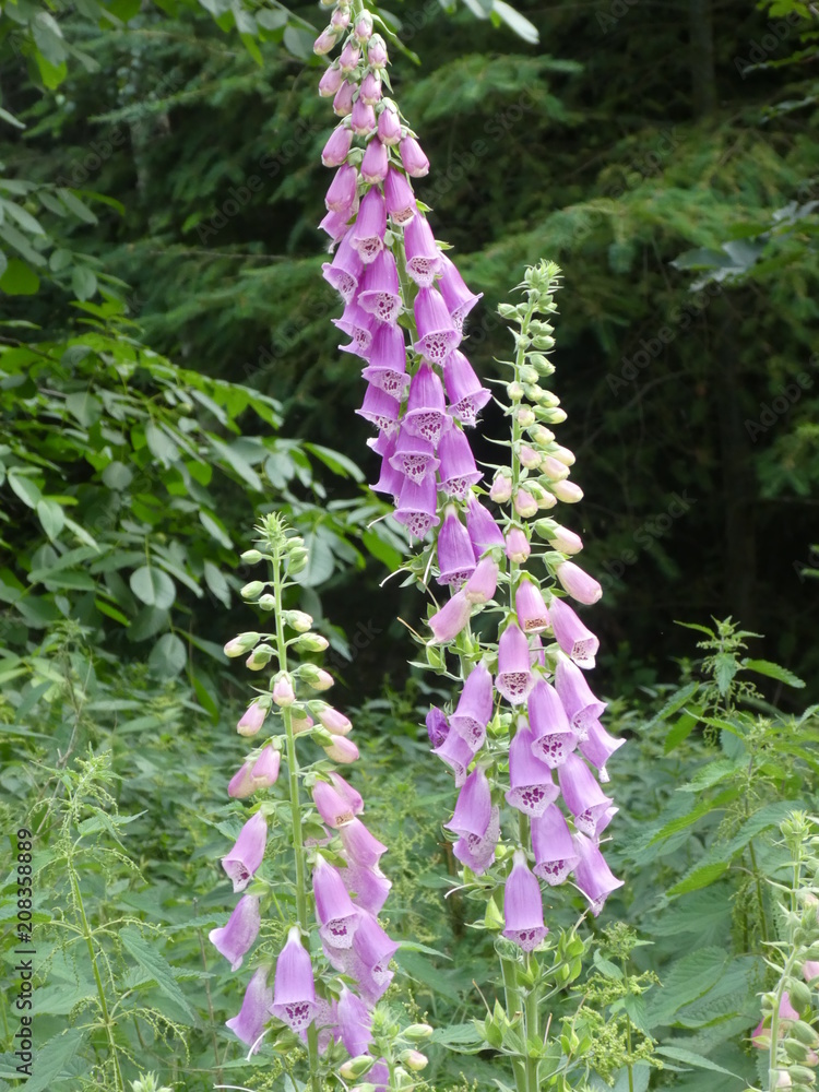 foxglove with pink and white blossom in the forest foxglove with pink and white blossom in the forest