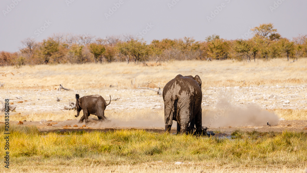 Fototapeta premium Catch Me If You Can - mother and baby elephant play in waterhole in Etosha, Namibia