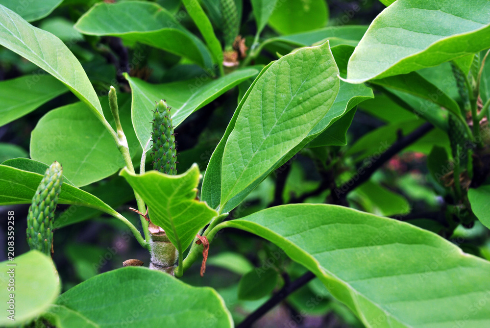 Magnolia soulangeana (saucer magnolia) green fruits, close up detail, soft green blurry leaves background