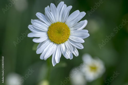Leucanthemum vulgare meadows wild flower with white petals and yellow center in bloom  macro detail