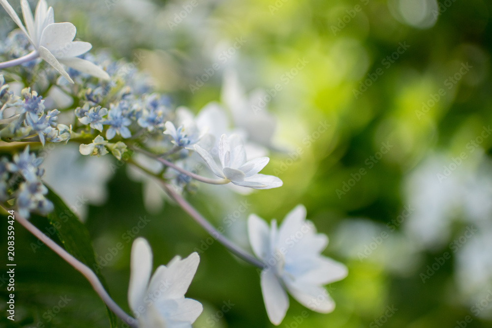 紫陽花 紫陽花
