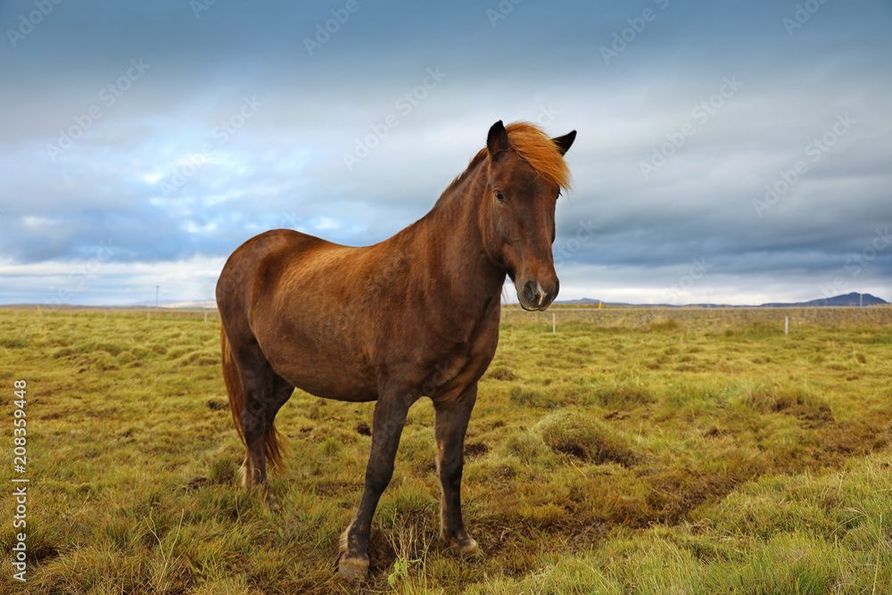 Beautiful Icelandic horse grazing in the field